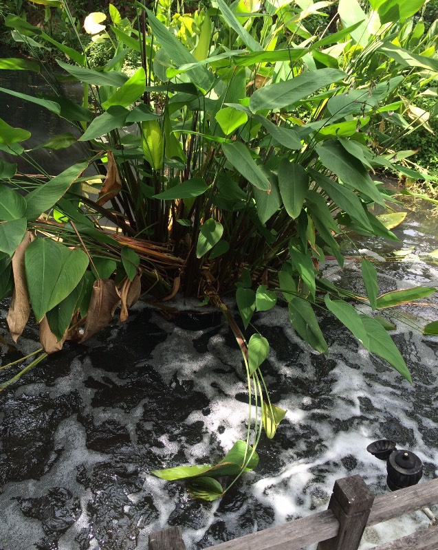 Груня-путешественница. Как маленькая девочка осваивала Таиланд. Вторая часть