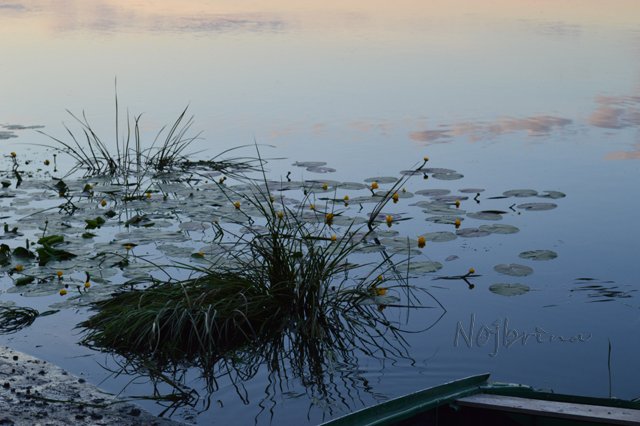 Вихтели в Тарусе. Леон и Кристель от Schildkroet
