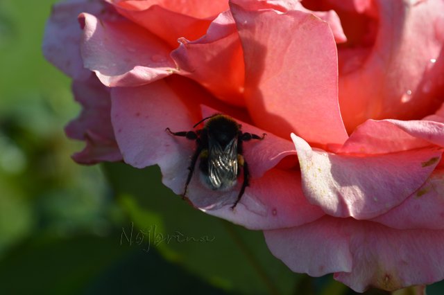Питер - самый лучший город на земле! Вихтель Rosemarie Anna Muller