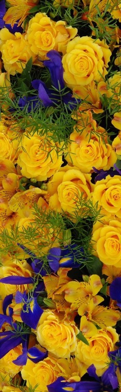 Головокружительные, обворожительные балеринки-лебеди! Адриана от Susan Lippl и две ее сестренки от Lee Middleton! Часть