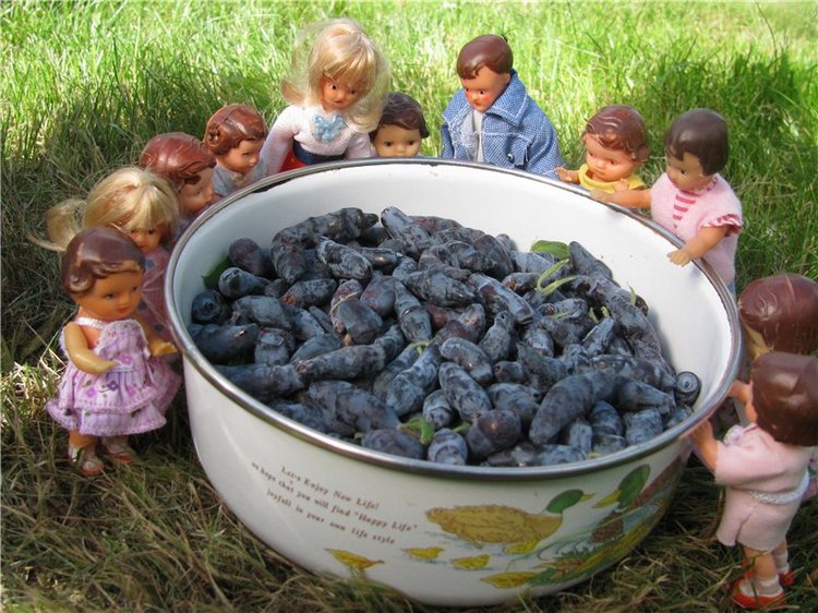 Любите ли вы жимолость как любят ее мои пупсики (фото 6)