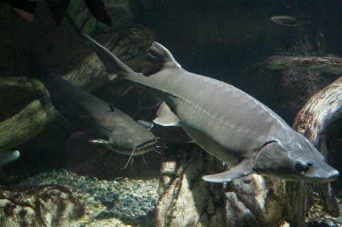 Воронежский океанариум — Туризм и путешествия: фотоотчеты из поездок