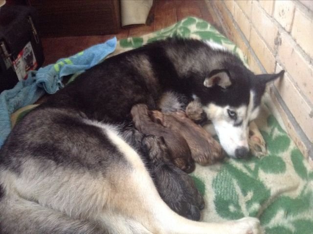 Куклы и собаки. Радость в нашем доме