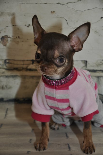 Лайла (Кайе Виггз) с Феней (чишечка). Надеюсь, что любителей собачек на сайте также много, как и поклонников кукол от Кайе