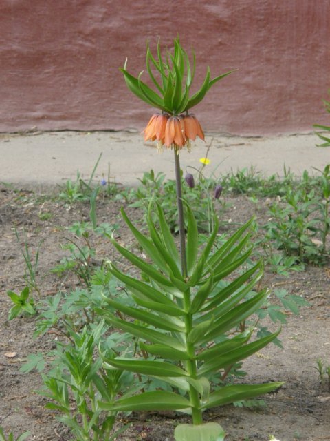 Немного весны. Иланка на прогулке (фото 7)