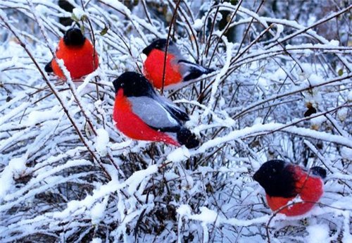 Снегири прилетели. Теплая одежда для фэйсинок и кукол Готц
