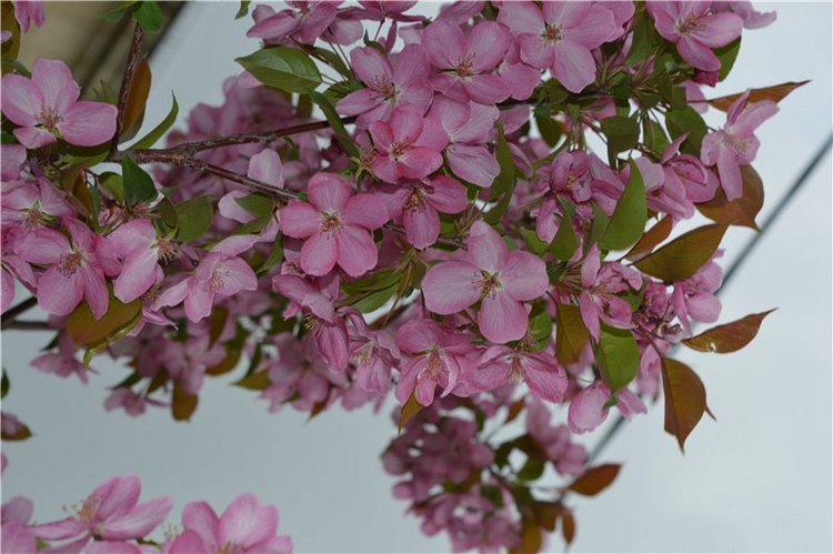 Цветение вишни — Одежда и обувь для кукол своими руками: фото (фото 6)