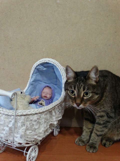 Моего кота не волнуют конкурсы, он просто любит фотографироваться