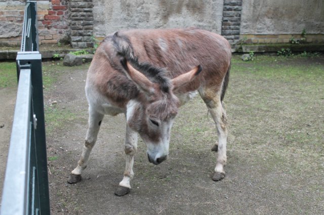 Раз, два, три, четыре, пять... Вышел ослик погулять | Бэйбики Раз, два, три, четыре, пять... Вышел ослик погулять