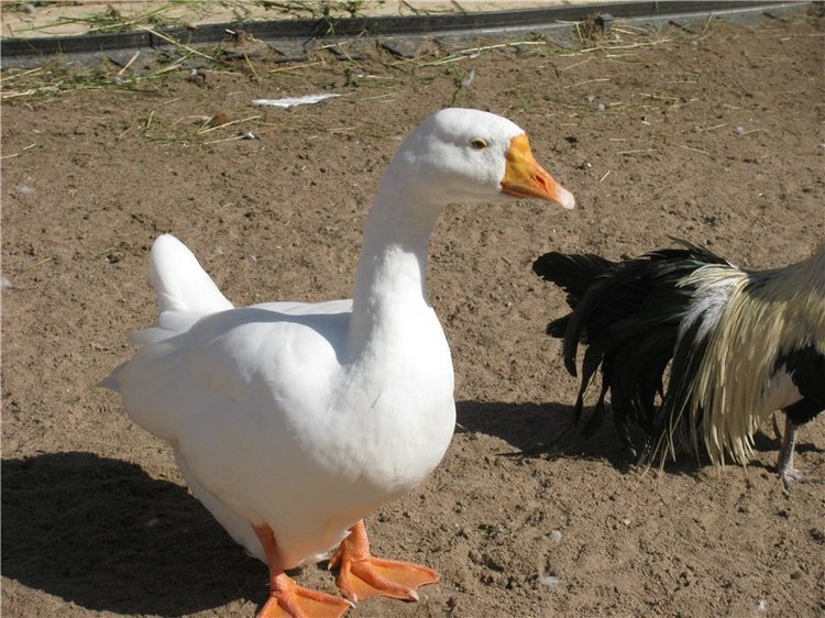 Как Антонио невесту выбирал | Бэйбики Как Антонио невесту выбирал