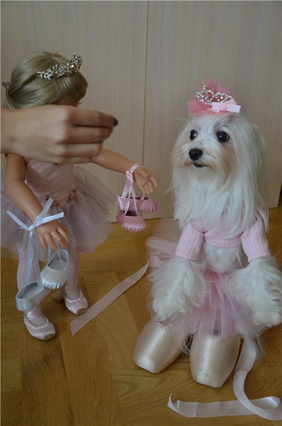 Балерина Хлоя или наше участие в конкурсе "Кукла и питомец"