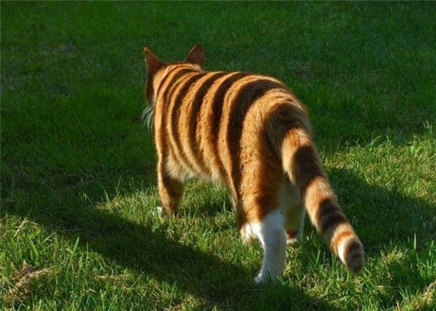 Кошачий позитив — Интересное и необычное: фотоподборки