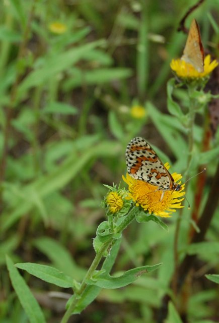 Воспоминание о лете. Джоанна от Susi Eimer (фото 5)