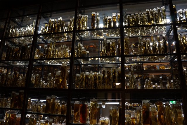 Взятие Берлина. Часть 3. Аква-дом, Улыбка бегемота и Прототип куколок Шильдкрот