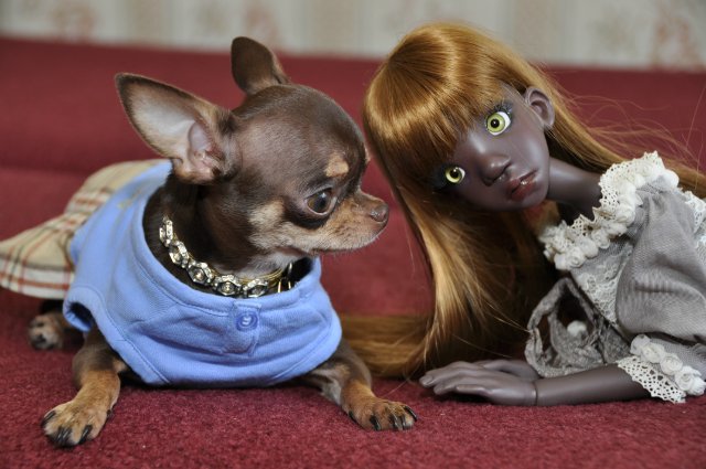 Мое шоколадное счастье! Тоби дарк тан и Инфинити