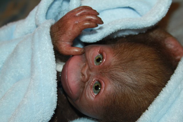 Бонька, обезьянка реборн Элины Кудрявцевой