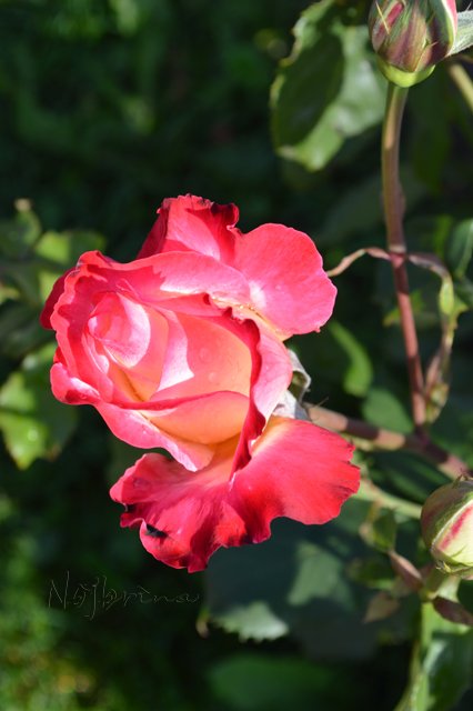 Питер - самый лучший город на земле! Вихтель Rosemarie Anna Muller