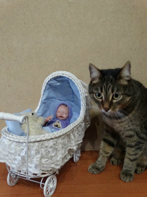 Моего кота не волнуют конкурсы, он просто любит фотографироваться