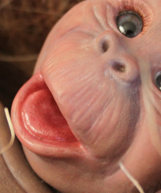 Обезьяныши реборн Элины Кудрявцевой (фото 9)