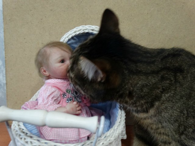 Моего кота не волнуют конкурсы, он просто любит фотографироваться