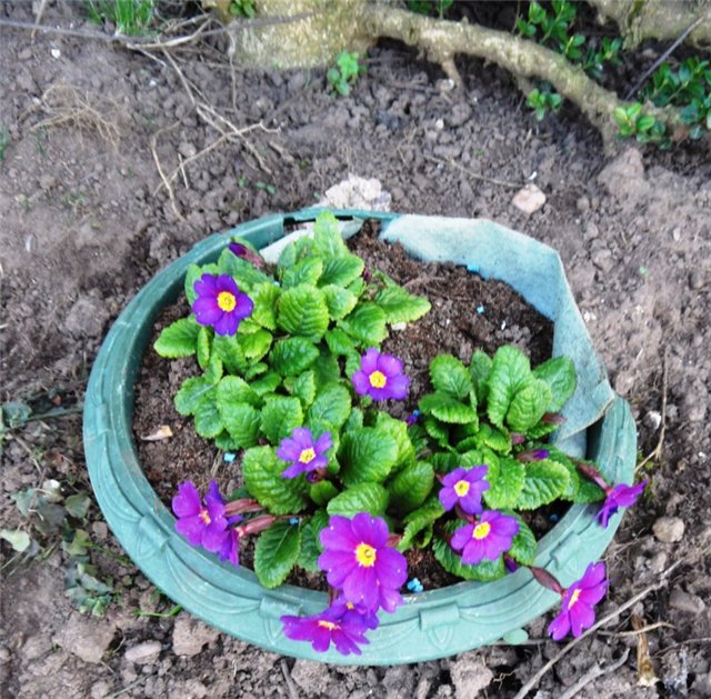 Люблю тебя, английская деревня