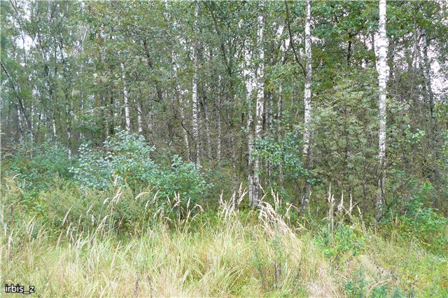 Осенняя сказка. Часть 1. (PukiFee Ante Ариэтти, PukiFee Bonnie Ариэль) | Бэйбики Осенняя сказка. Часть 1. (PukiFee Ante Ариэтти, PukiFee Bonnie Ариэль) (фото 7)