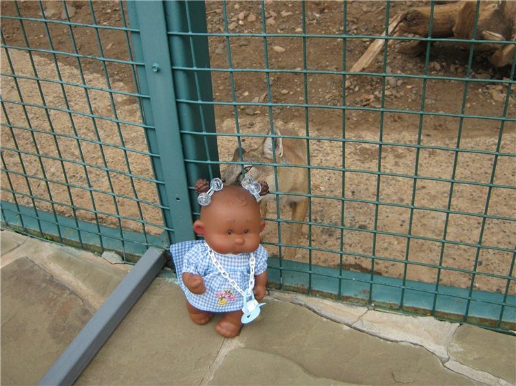 Пупсы Nines Artesanal D'Onil в Ижевском зоопарке