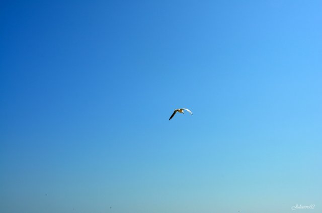 А...МОРЭ...МОРЭ...!!! Littlefee Bisou (Герда) на отдыхе (фото 7)