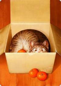 «Мяу» особого назначения или Весенняя кошкотерапия