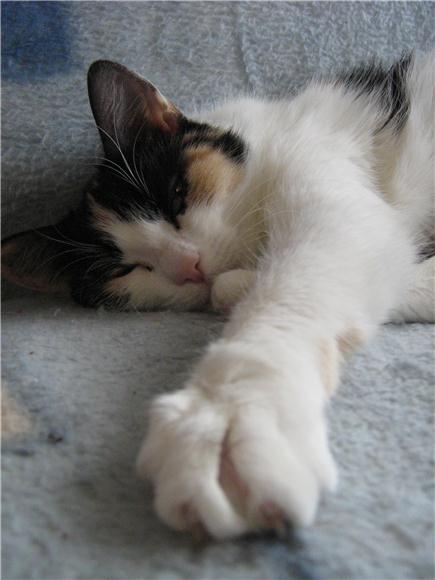 КСЮ, толстенькая смешная малышка. Кукольная коллекция | Бэйбики КСЮ, толстенькая смешная малышка. Кукольная коллекция (фото 4)