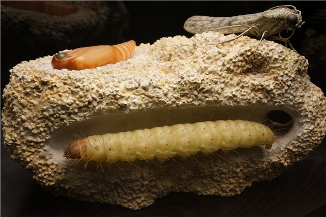 Взятие Берлина. Часть 3. Аква-дом, Улыбка бегемота и Прототип куколок Шильдкрот