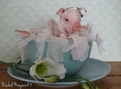 Зверятки-реборнятки — Молды и прототипы Реборн (Reborn): новинки (фото 9)