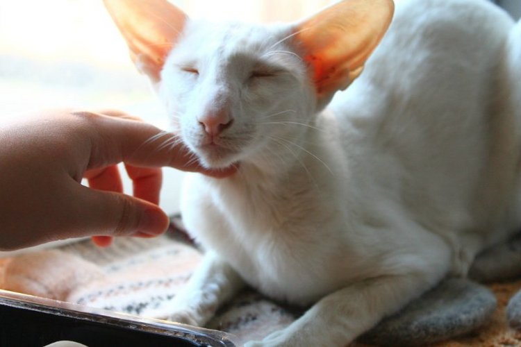 Dolche Evol De Melodica — Авторские работы в частных коллекциях: домашние фото кукол и игрушек