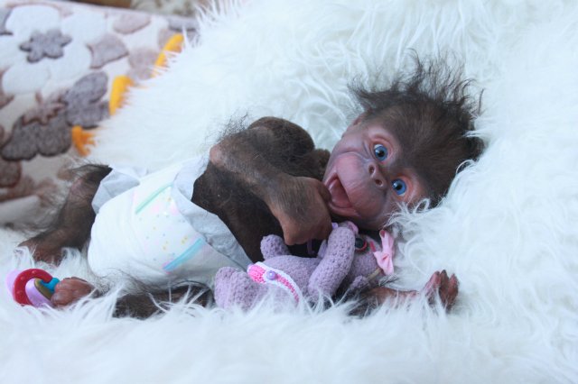 Манюня - обезьянка реборн Элины Кудрявцевой (фото 6)