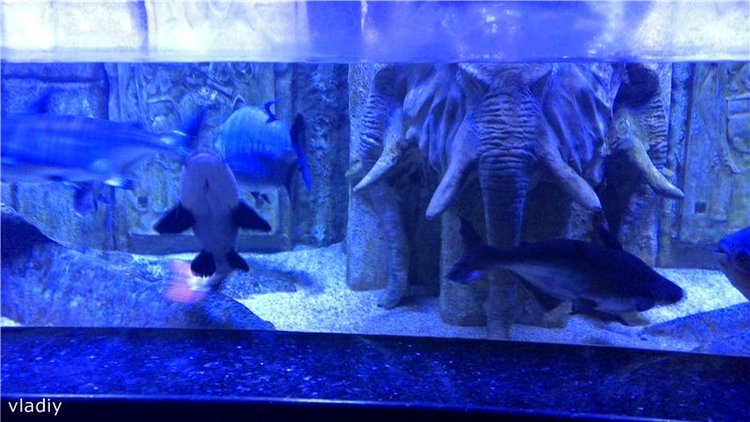 Как Стеша в Океанариум ездила (фото 6)