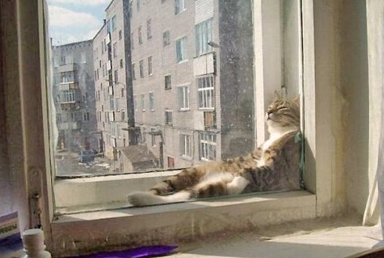 Кошачий позитив — Интересное и необычное: фотоподборки