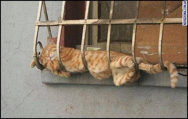 Кошачий позитив — Интересное и необычное: фотоподборки