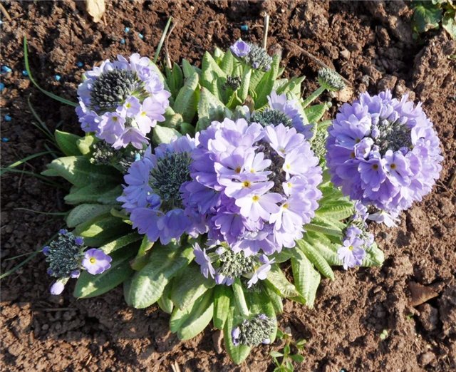 Люблю тебя, английская деревня (фото 4)