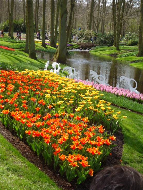Парк цветов в Кеукенхоф (Keukenhof) в Нидерландах (Голландия) (фото 10)