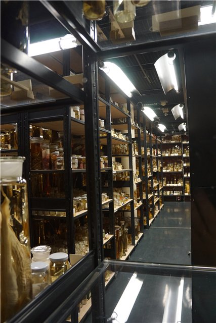 Взятие Берлина. Часть 3. Аква-дом, Улыбка бегемота и Прототип куколок Шильдкрот