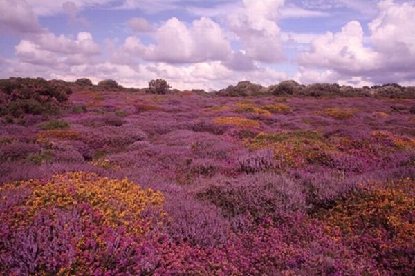 Что бы не скучала — Куклы Dollzone (Доллзон): BJD (БЖД) (фото 6)