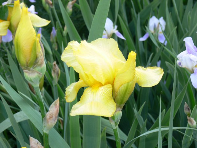 Как мы с Тиффани гуляли у мамы. Lee Middleton doll