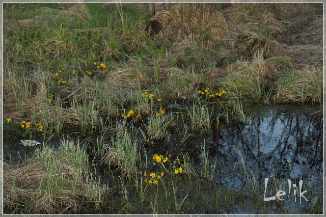 На пути к солнцу, Tamarah от Goke Grobben