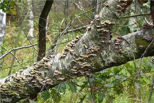 Осенняя сказка. Часть 1. (PukiFee Ante Ариэтти, PukiFee Bonnie Ариэль) | Бэйбики Осенняя сказка. Часть 1. (PukiFee Ante Ариэтти, PukiFee Bonnie Ариэль)