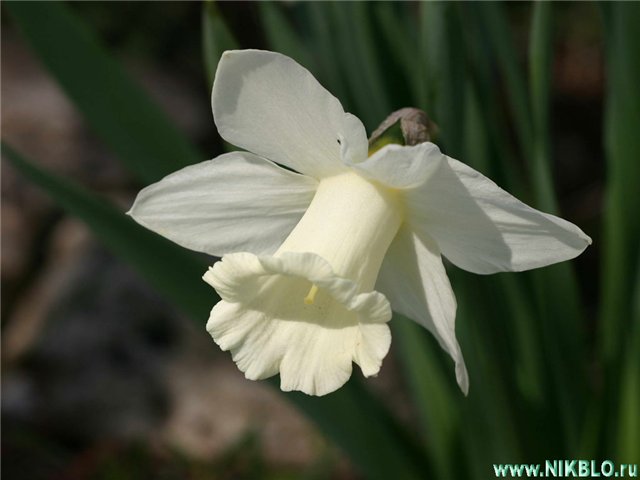 Ах как же хочется весны... Весна от Томаса Беккера (Thomas Baecker) (фото 8)