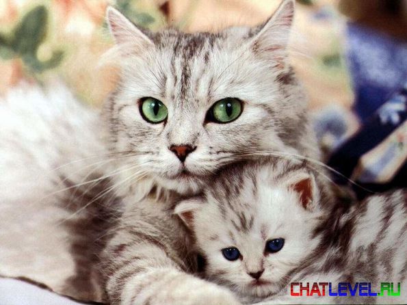 Без кота и жизнь не та — Болталка и разговоры обо всем: жизнь