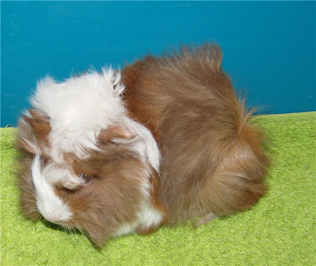 Мои любимые свинтусы Арлекин, Домино, Кёрли и Кума