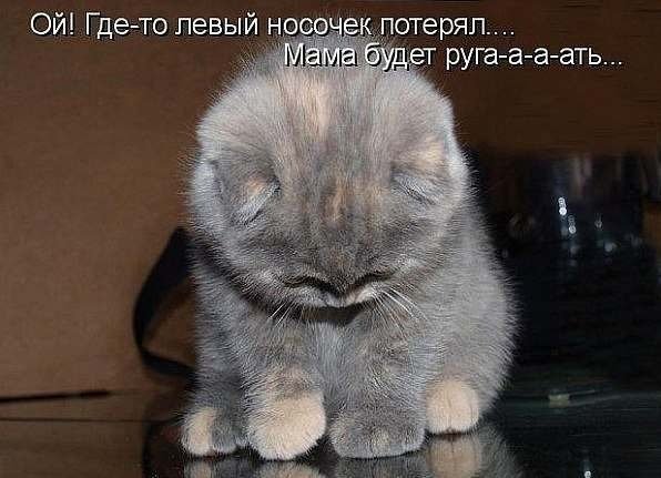 Кошачий позитив — Интересное и необычное: фотоподборки