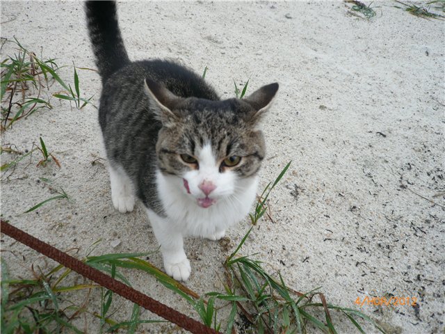 Кукла Адора - мое Солнышко