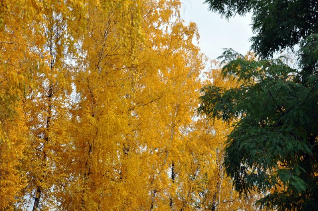 Осенняя прогулка... Littlefee Bisou от Fairyland